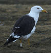 1cy fuscus in August, ringed in Finland. (81365 bytes)